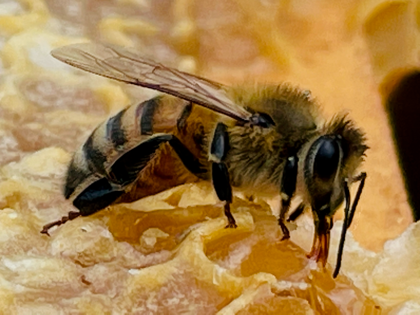 Raw Organic Local Honey - 9 oz.