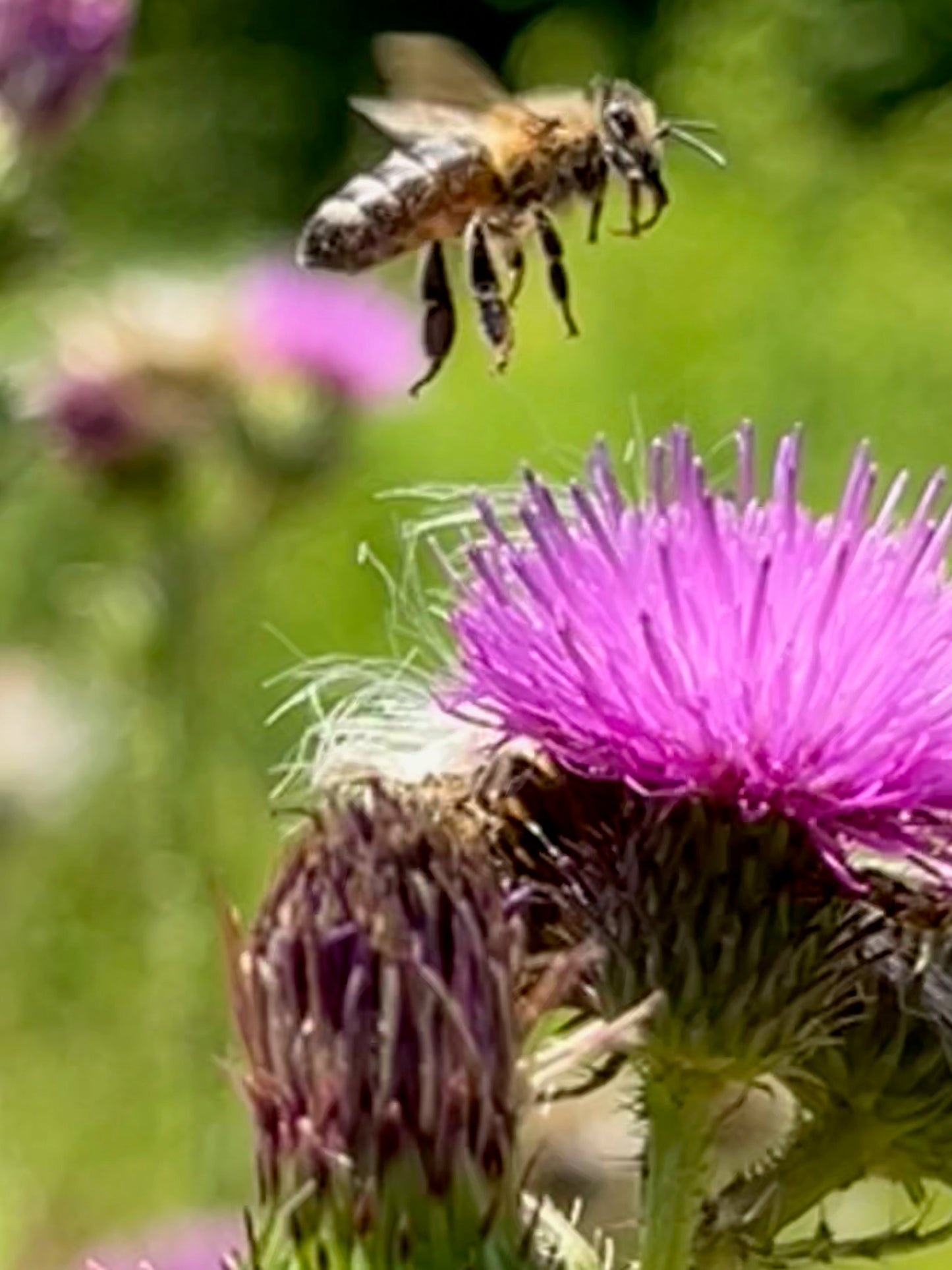 Raw Organic Local Honey - 12 oz.