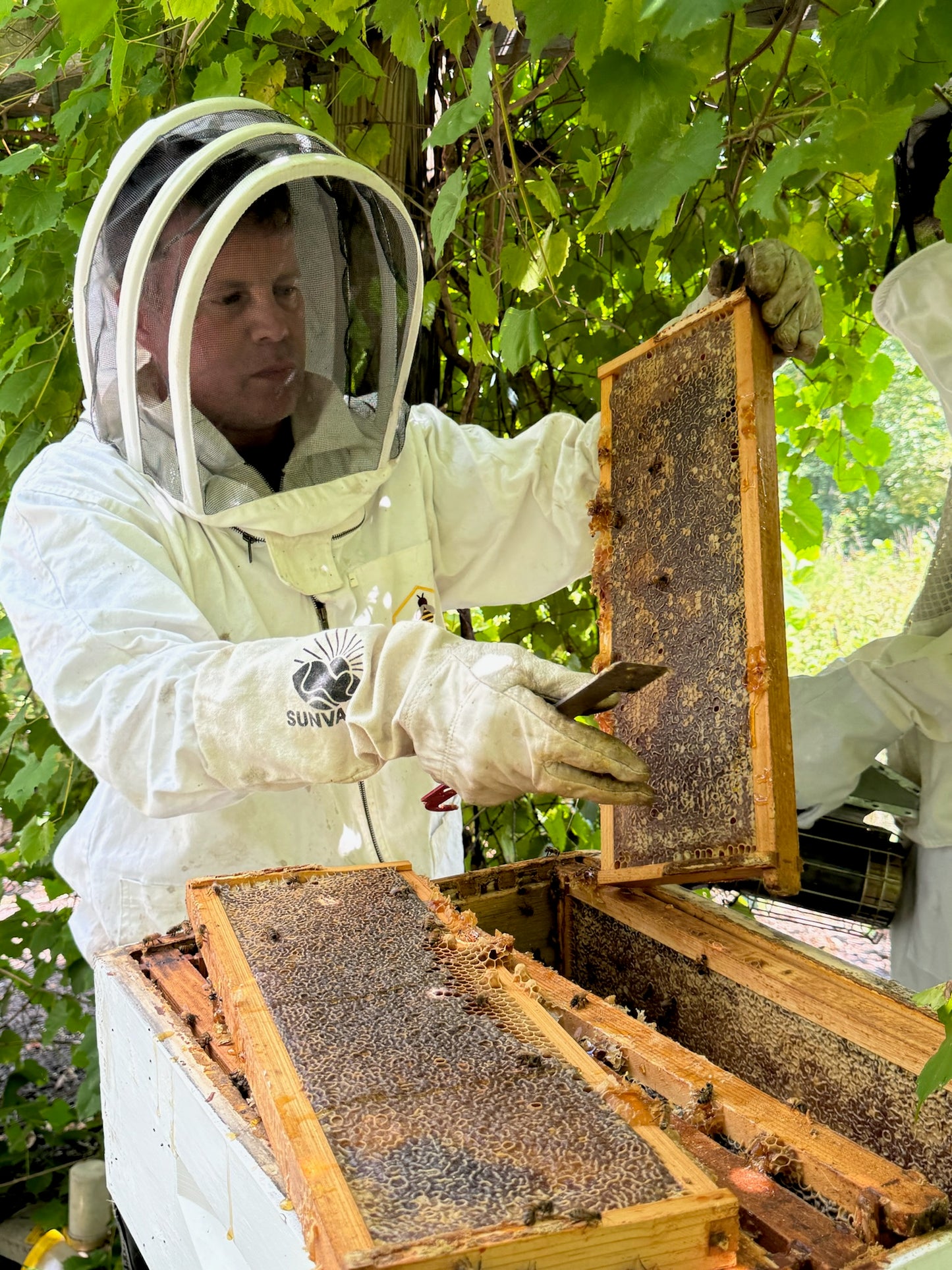 Raw Organic Local Honey - 6 oz.