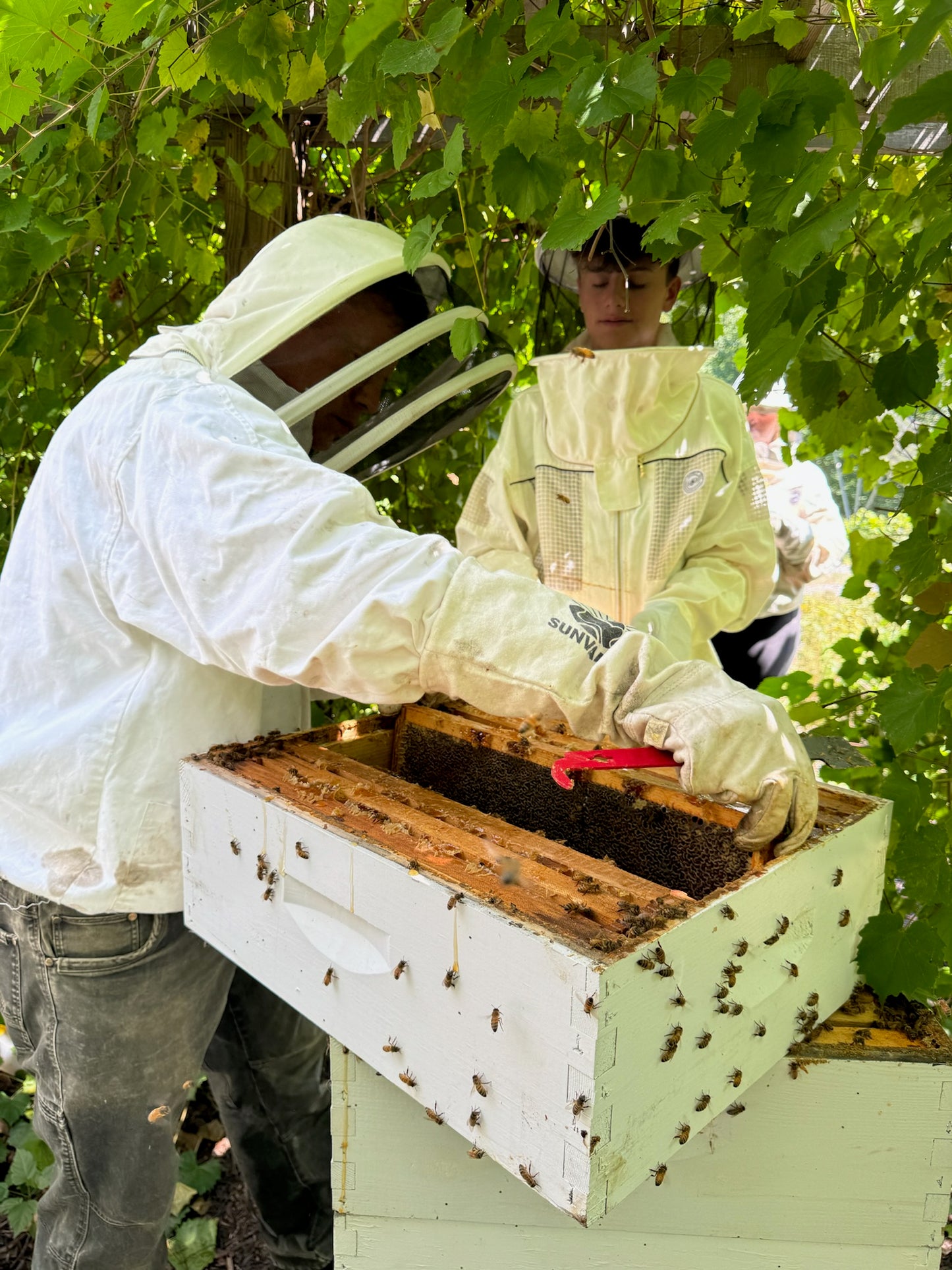 Raw Organic Local Honey - 9 oz.