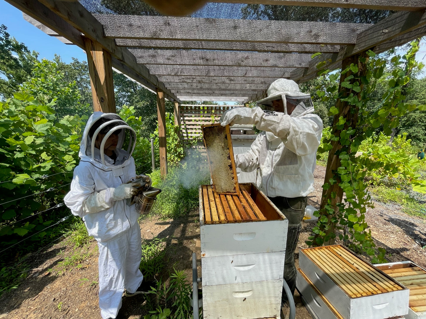 Raw Organic Local Honey - 6 oz.